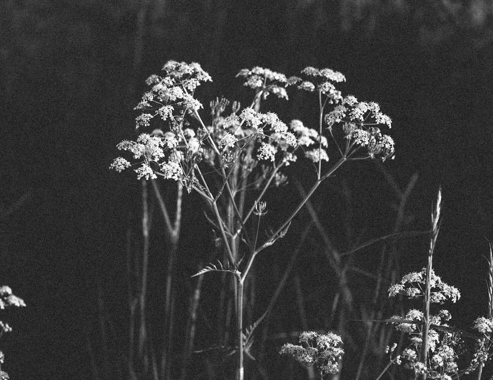 greyscale photography of plants