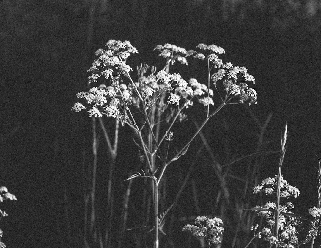 greyscale photography of plants