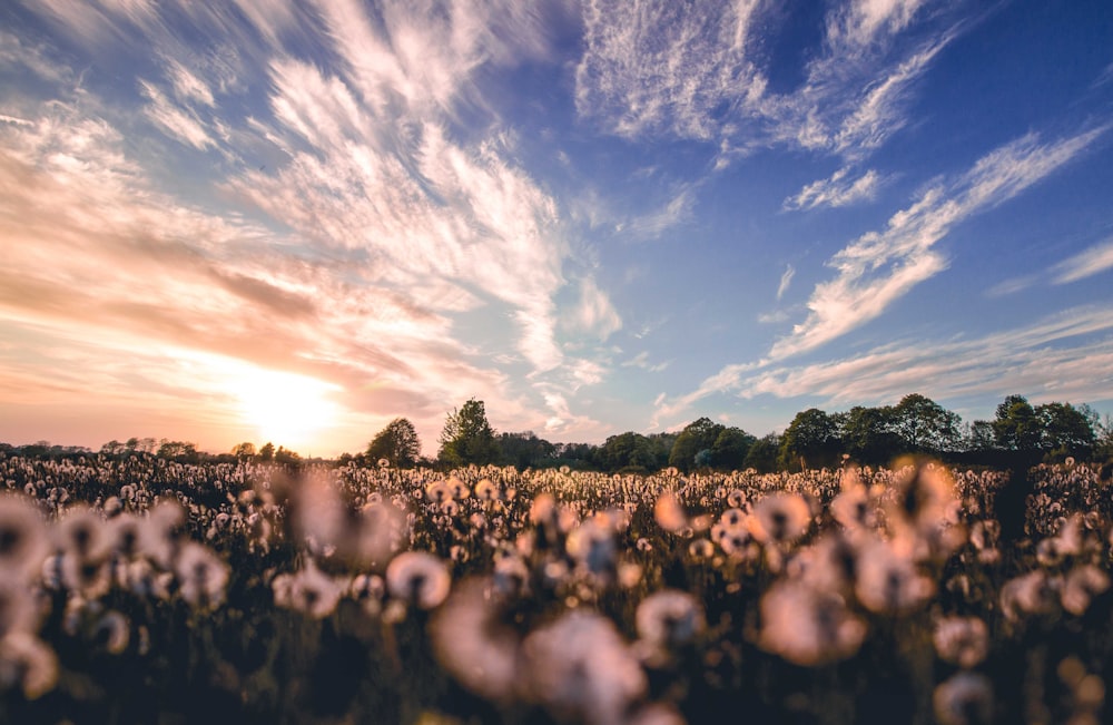 white dandelion flower field under white and blue cloudy skies;