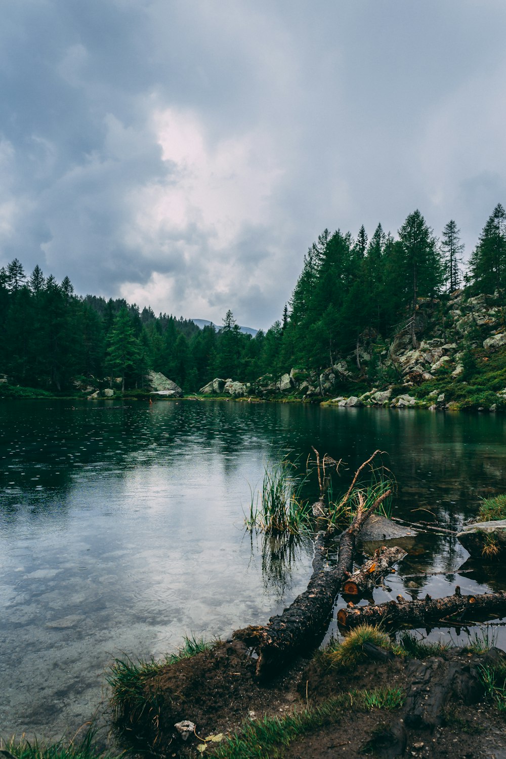 pine trees and body of water during daytime