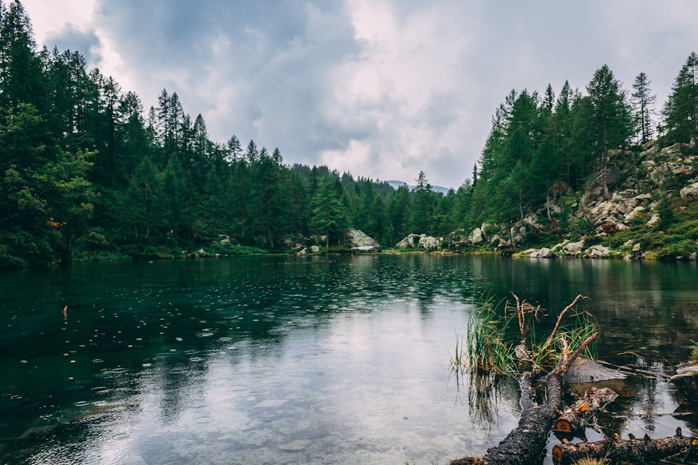 body of water surrounded by green trees