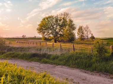 green grass field and trees