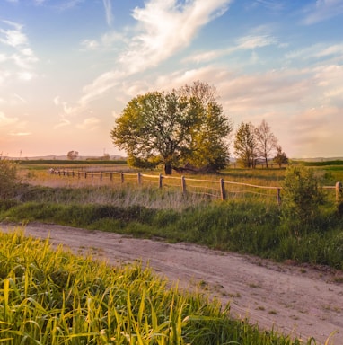 green grass field and trees