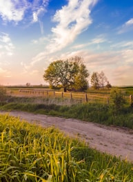 green grass field and trees