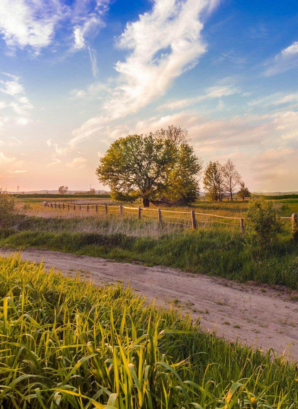 green grass field and trees