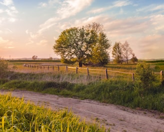 green grass field and trees