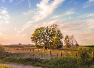 green grass field and trees