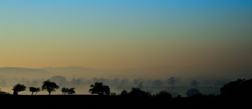 silhouette photography of trees