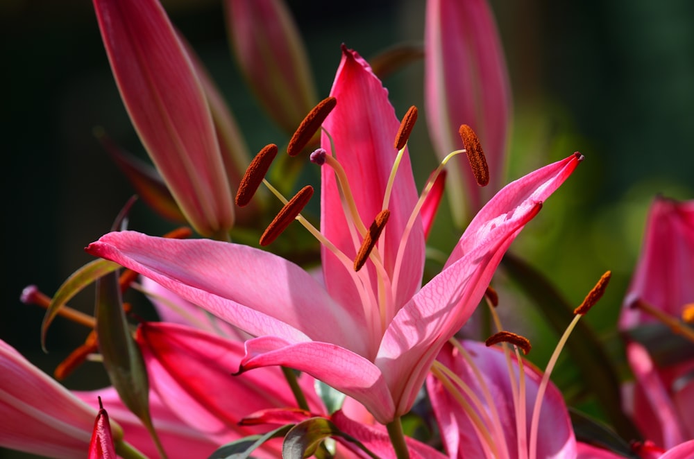 pink-petaled flowers