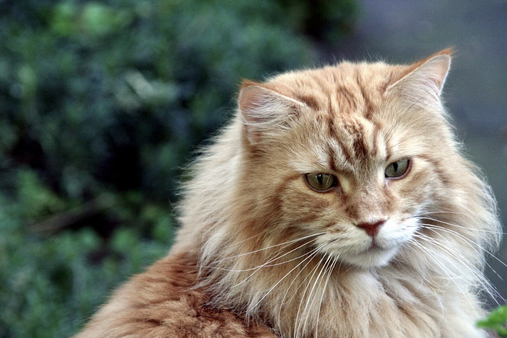 selective focus photography of long-furred brown cat