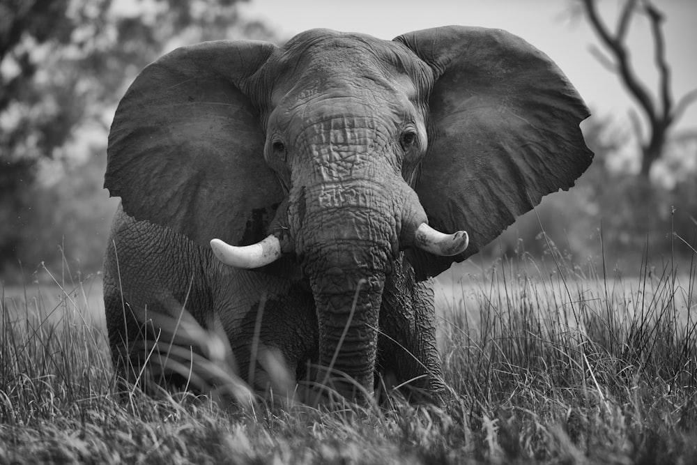 Ausgewachsener Elefant auf dem Feld