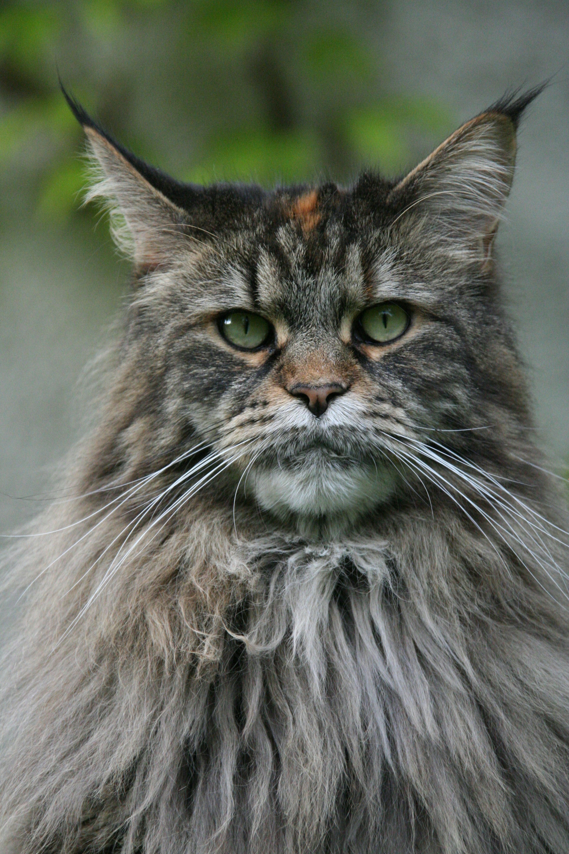 long fur gray cat