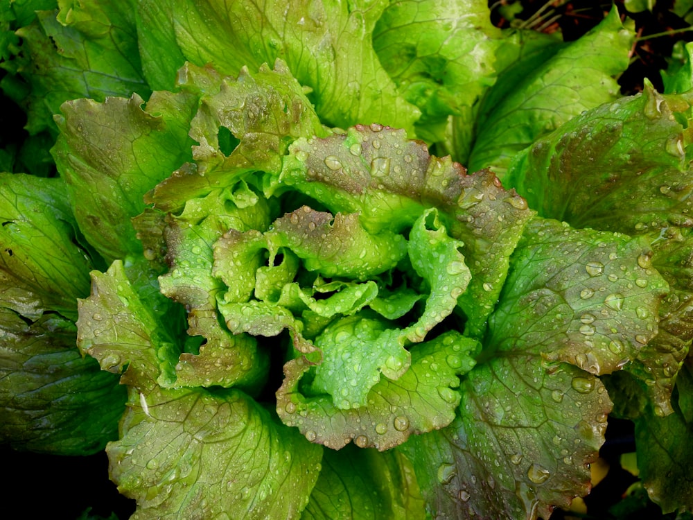 green-leafed plants