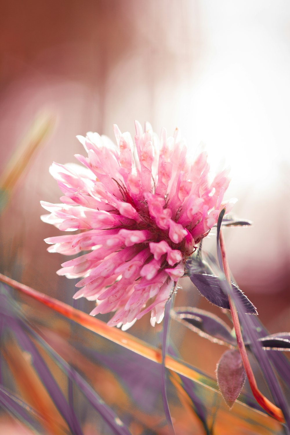 pink-petaled flower painting