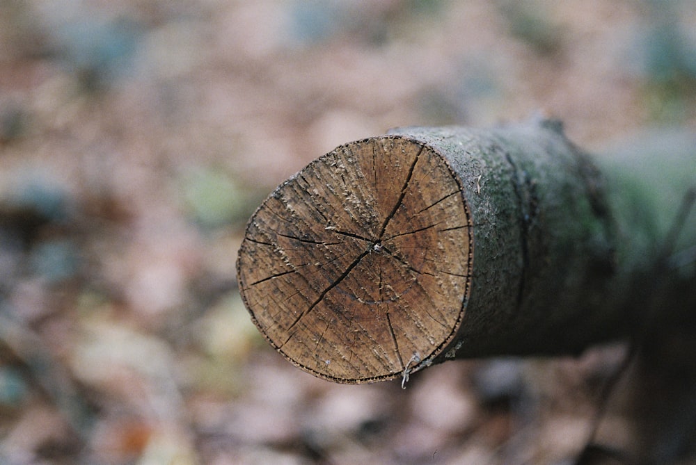 Photographie sélective de la bûche de bois