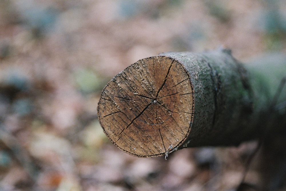 selective focus photography of wood log