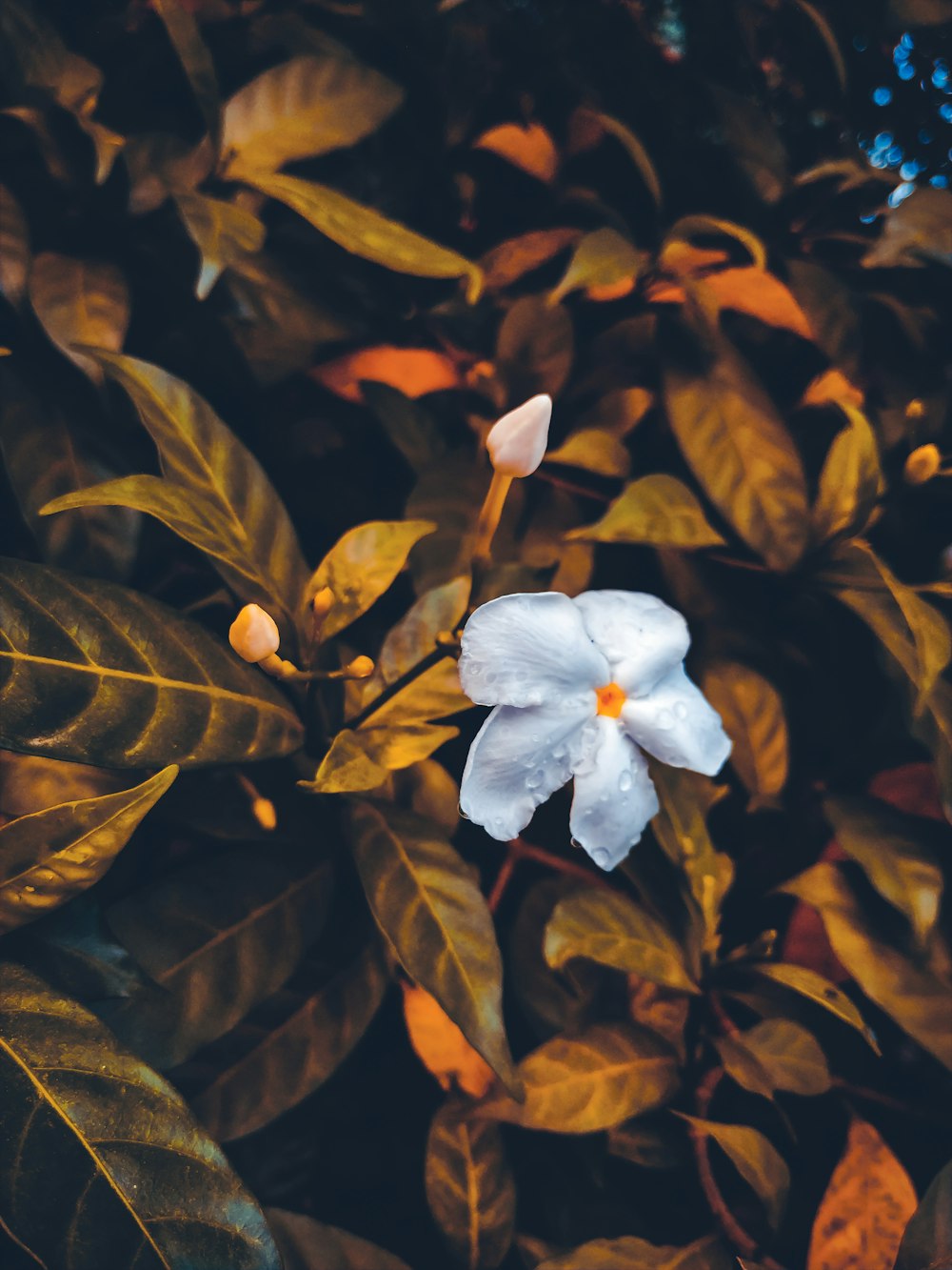 water dew on white-petaled flower