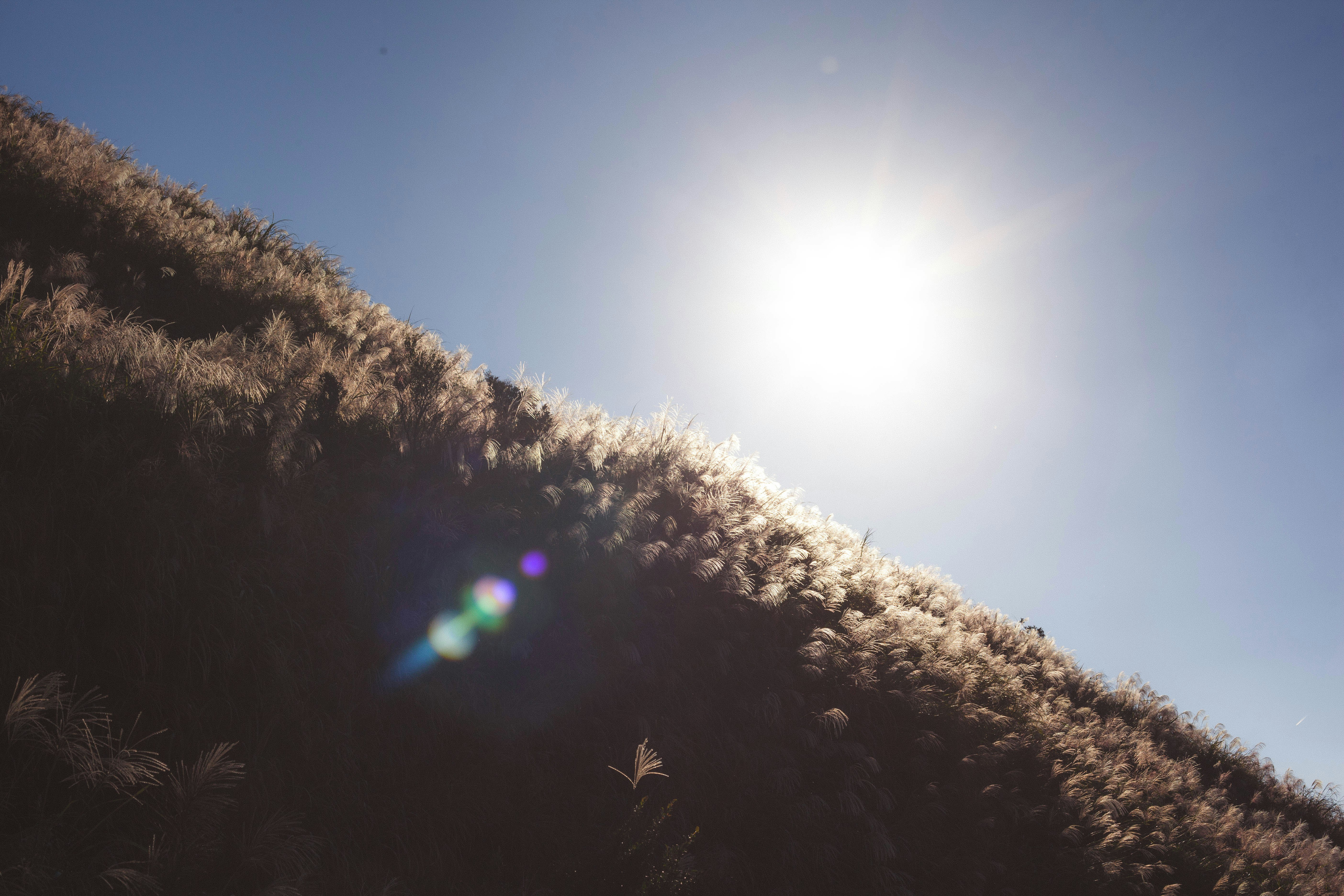 Muse DAO header image