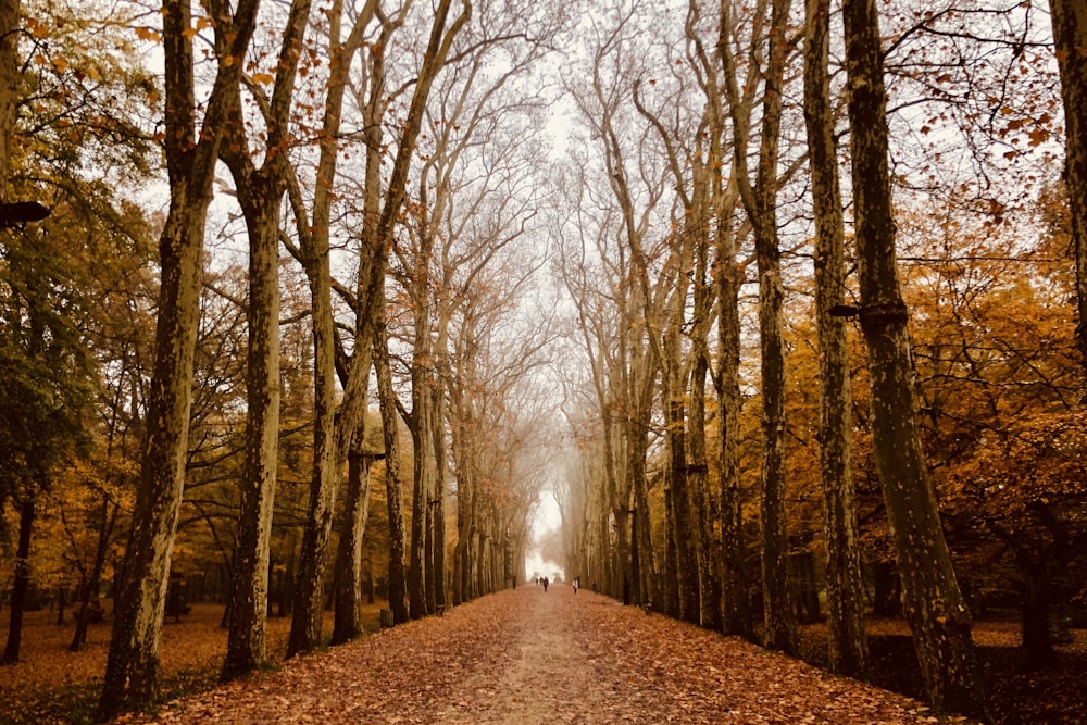 foto di alberi appassiti marroni