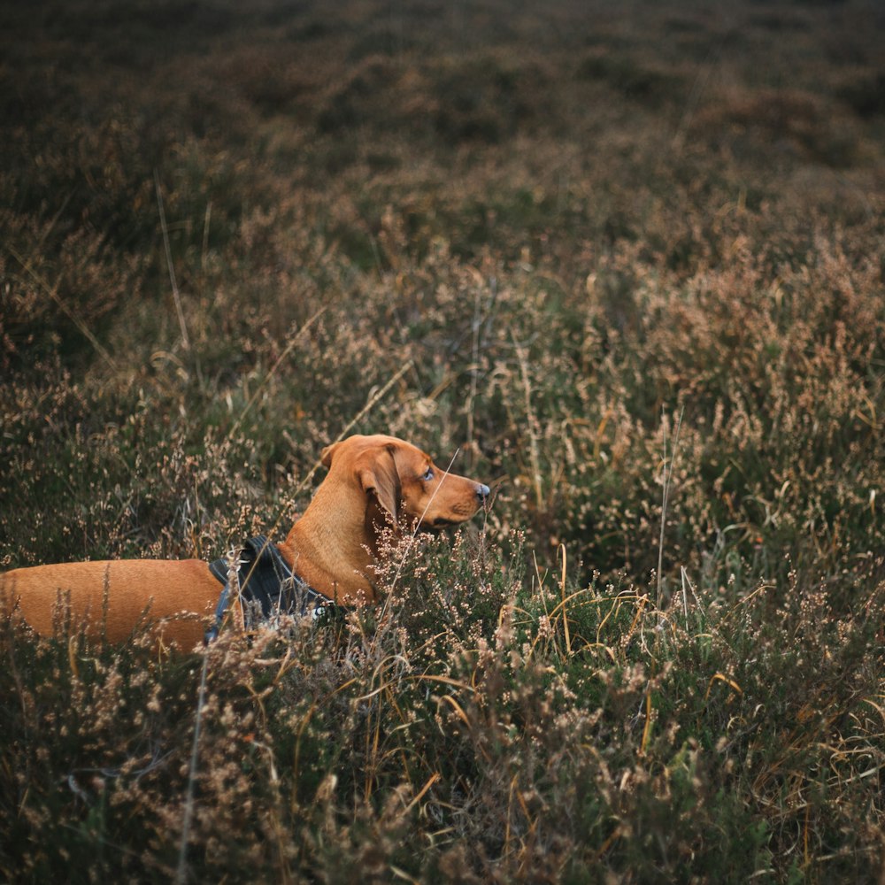 short-coated tan dog surrounded by grass