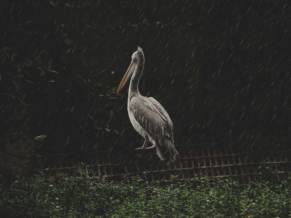 pelican on wooden frame