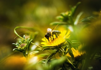 Bee landing gently on a vibrant flower, with a blurred forest background in shades of green and gold.