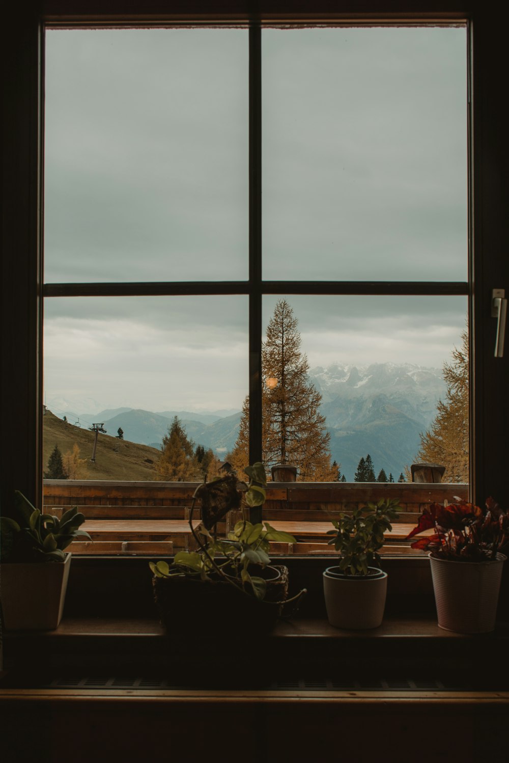 potted plants near glass windowpane