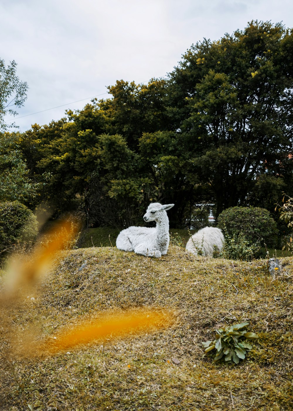 white lamb on brown lan