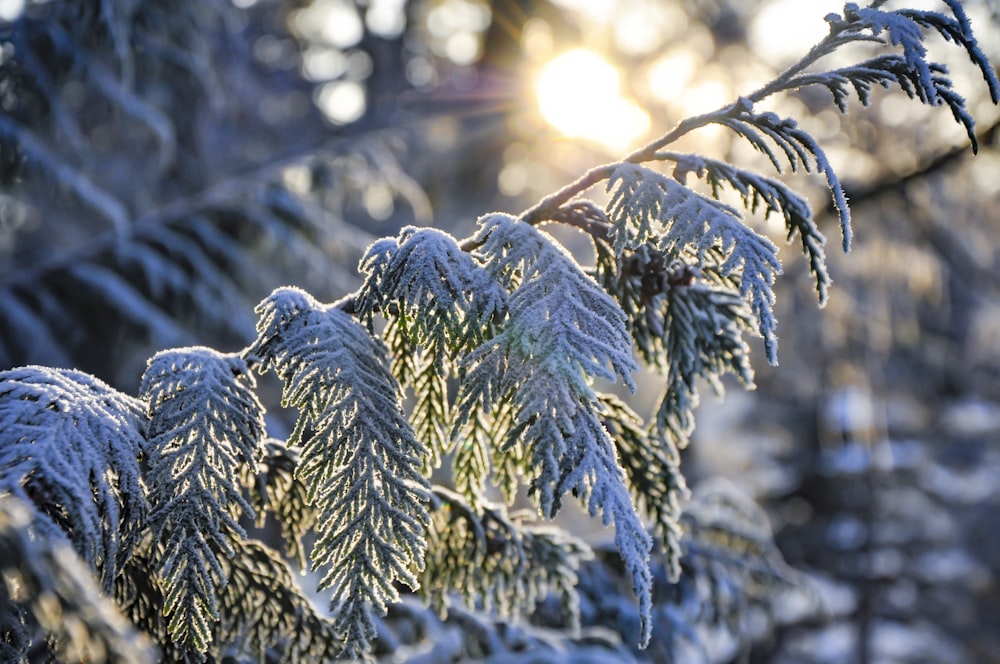 selective focus photography of tree covered with snow