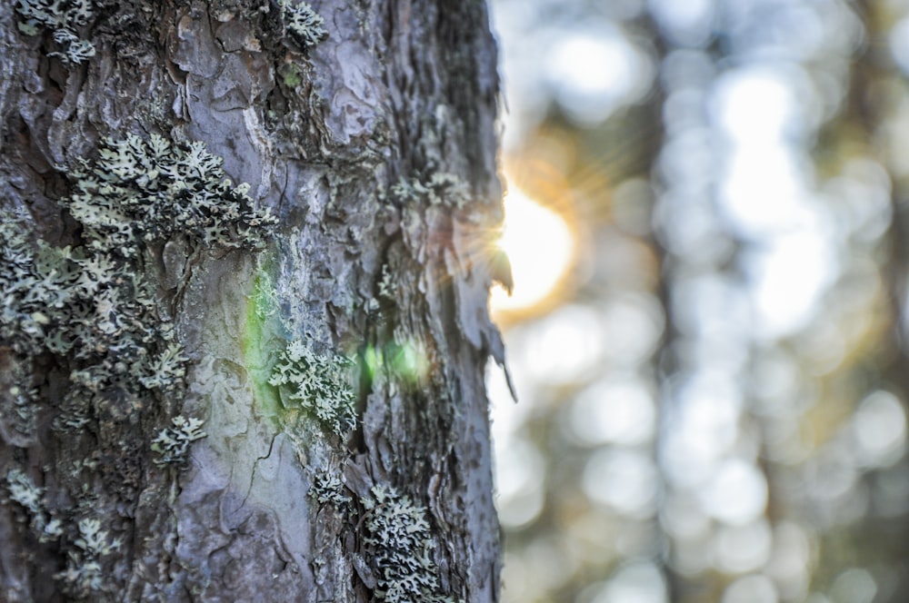 macro photography of tree bark