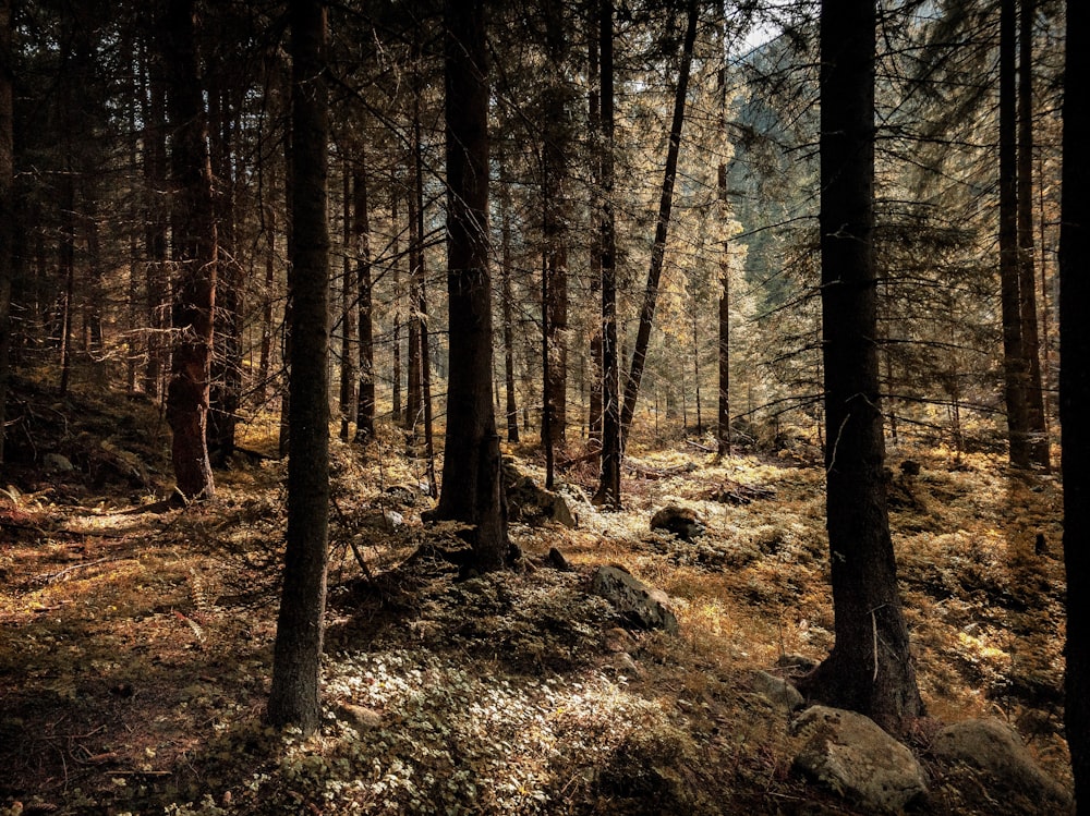 alberi nella foresta