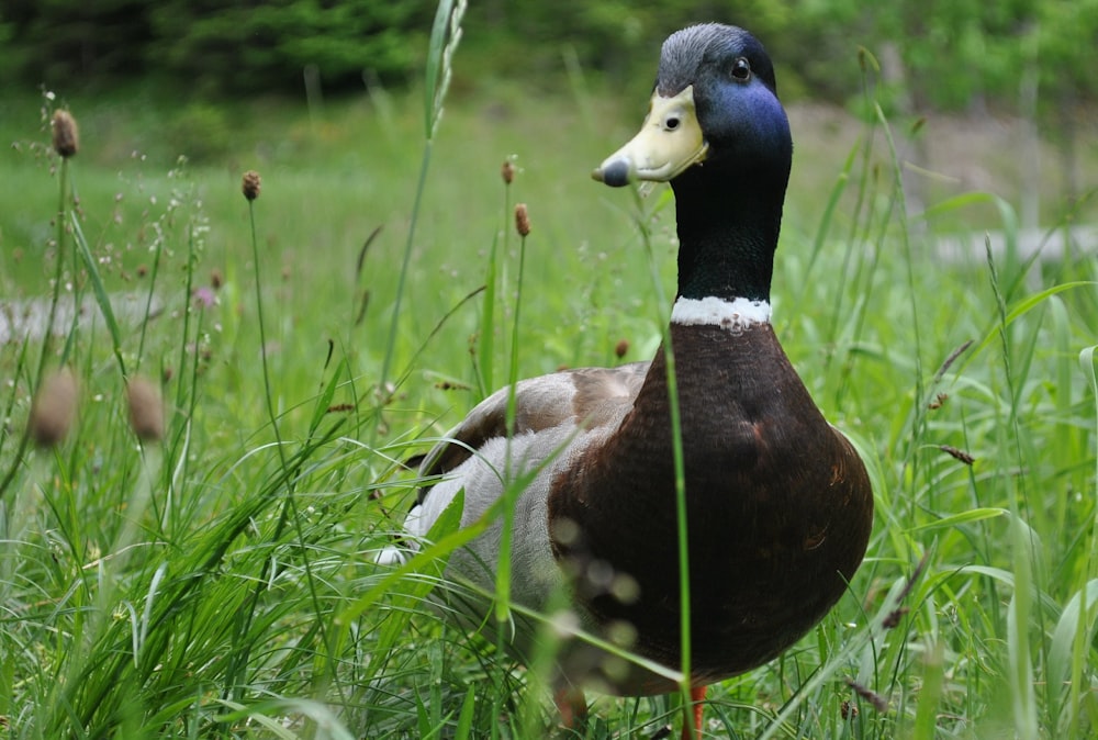 black and brown mallard duck surrounded by grass