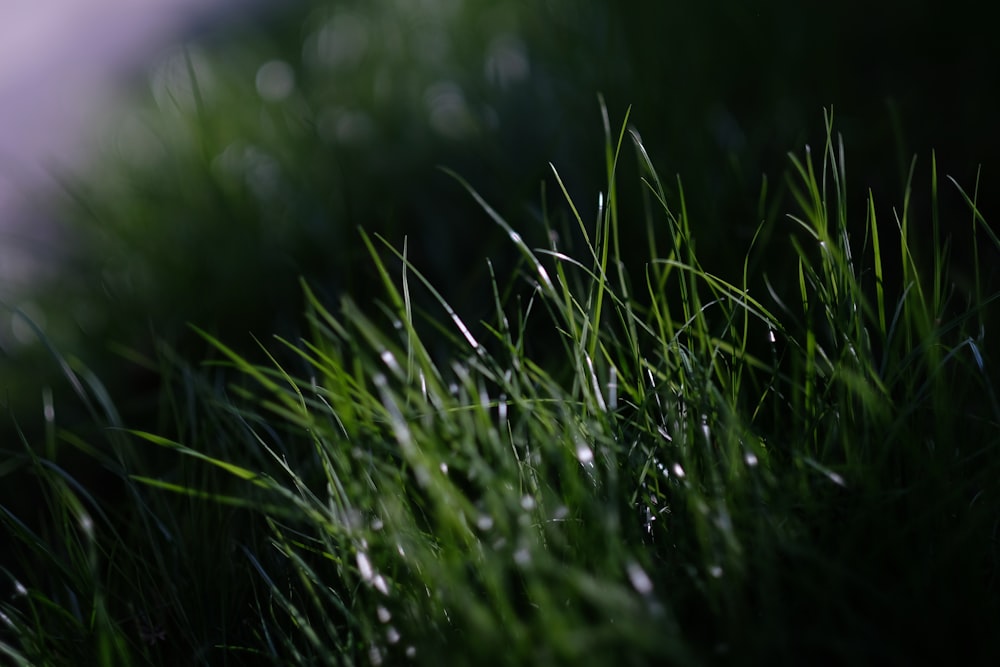 green grass