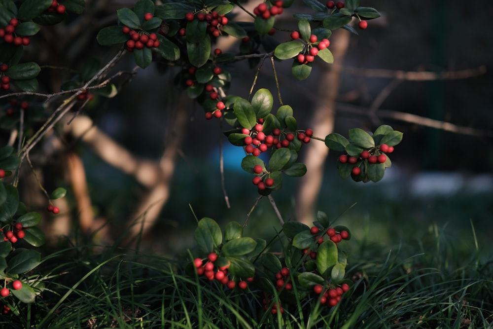 red berries