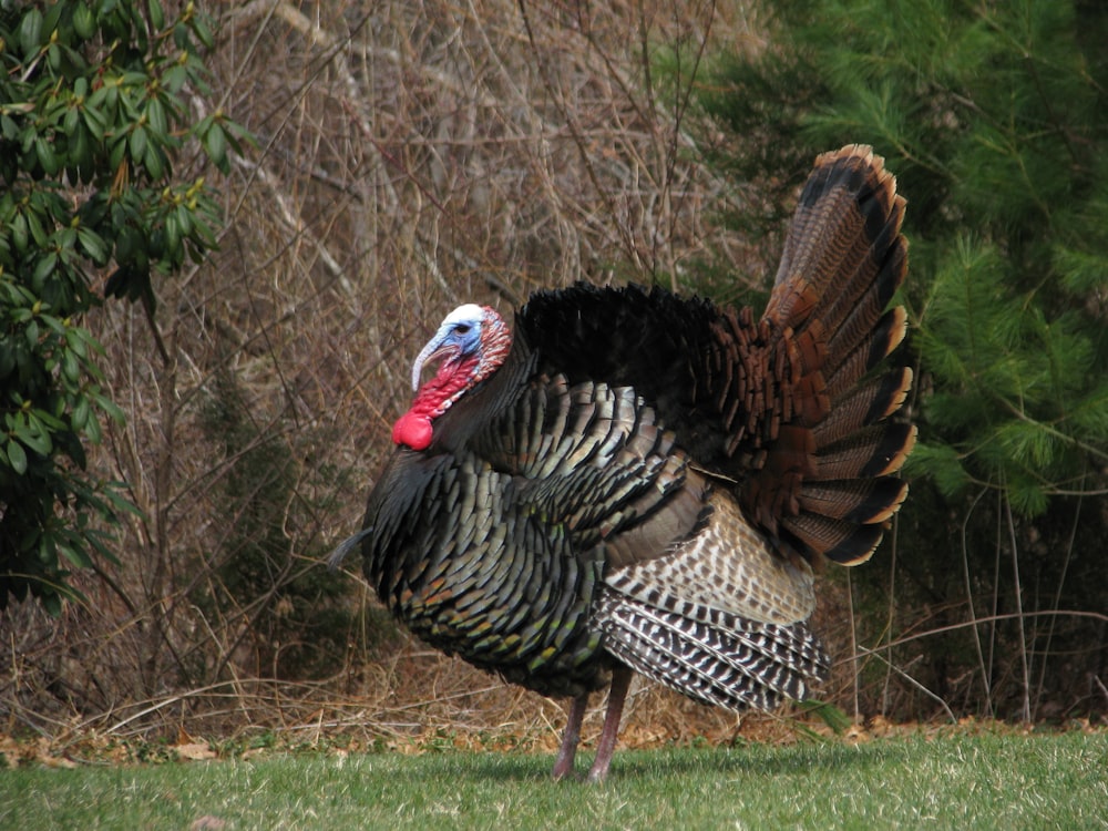 black and white wild turkey outdoor during daytime