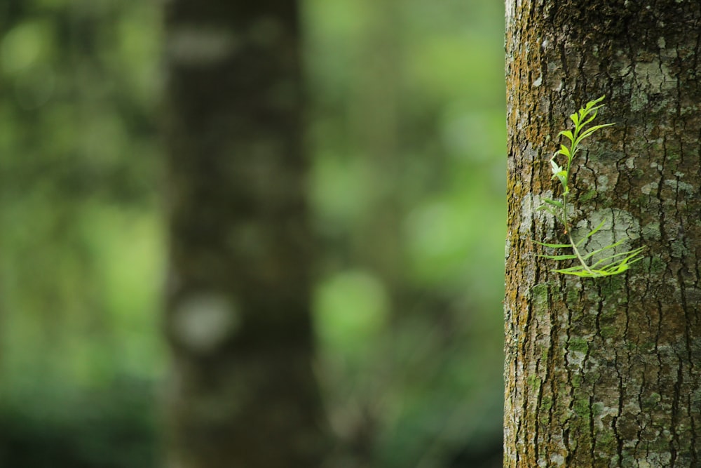 selective focus photography of trees