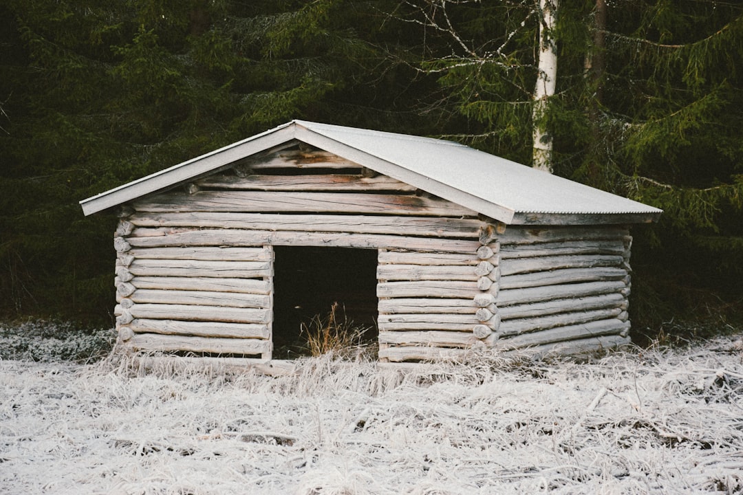 white wooden doghouse near trees