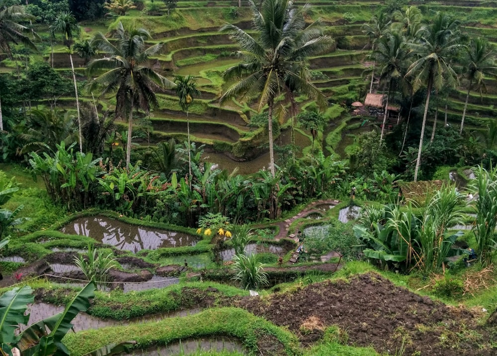 crop field