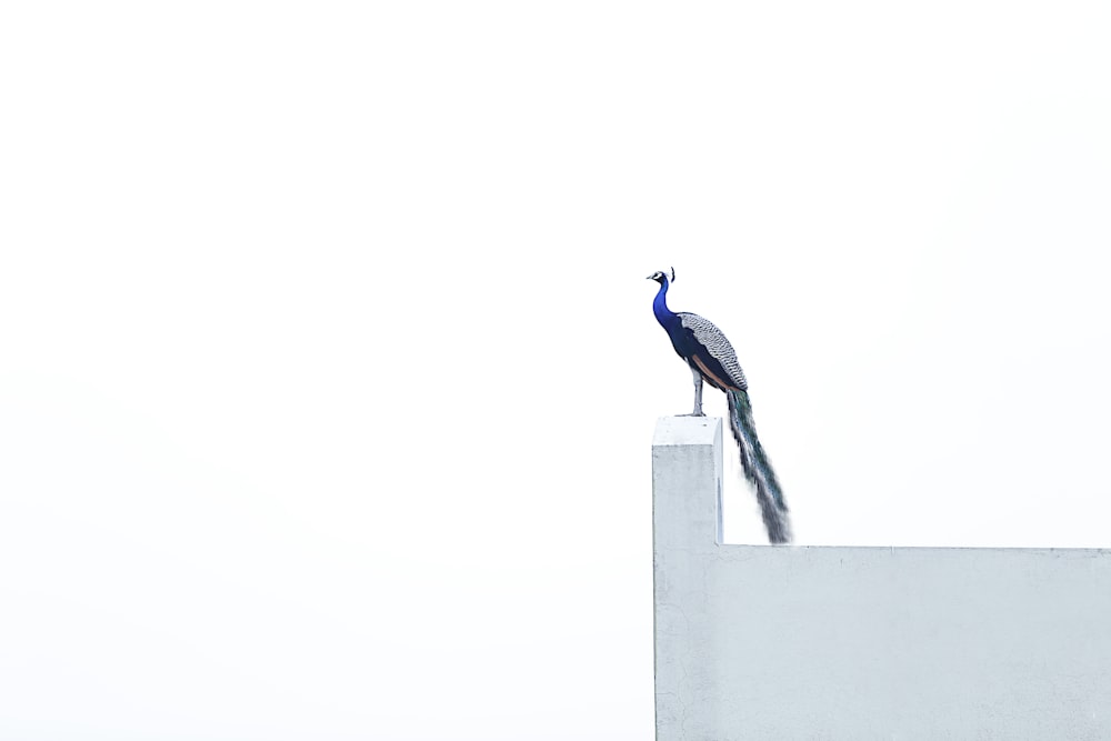blauer Vogel an der Wand