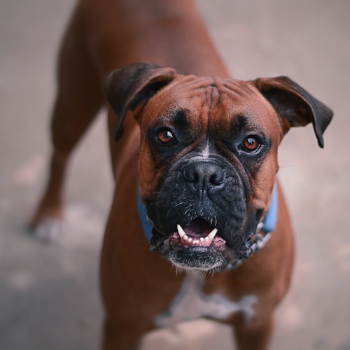 A Boxer dog playing with a ball in a sunny backyard