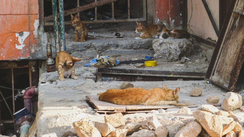 four orange tabby cats on ground