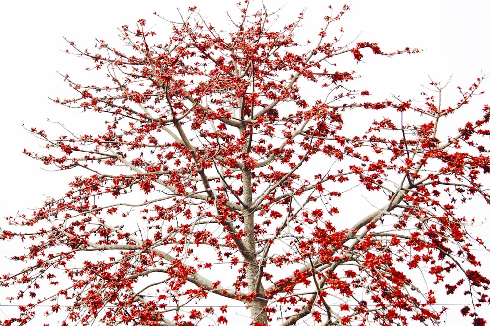 red-leafed tree digital wallpaper