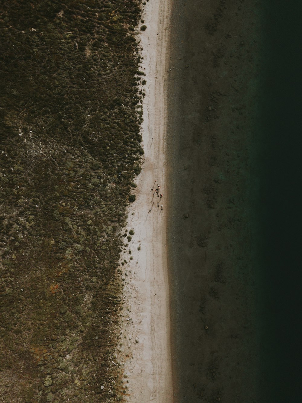 aerial view photography of beach and forest