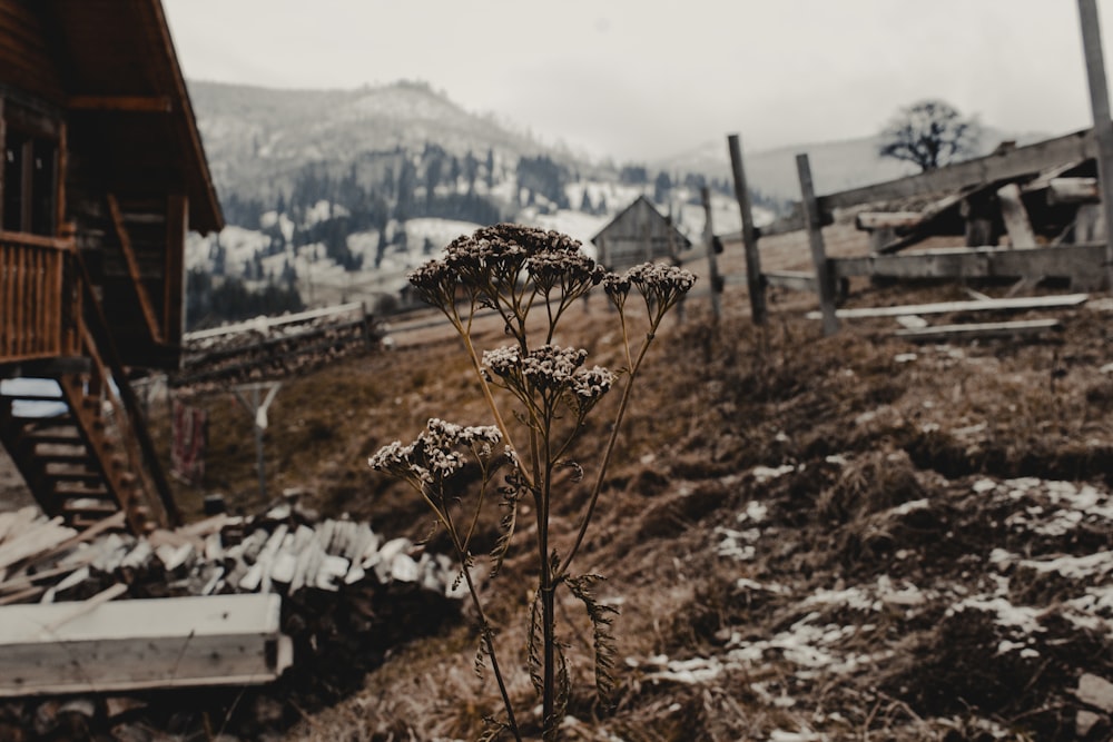 brown withered flower