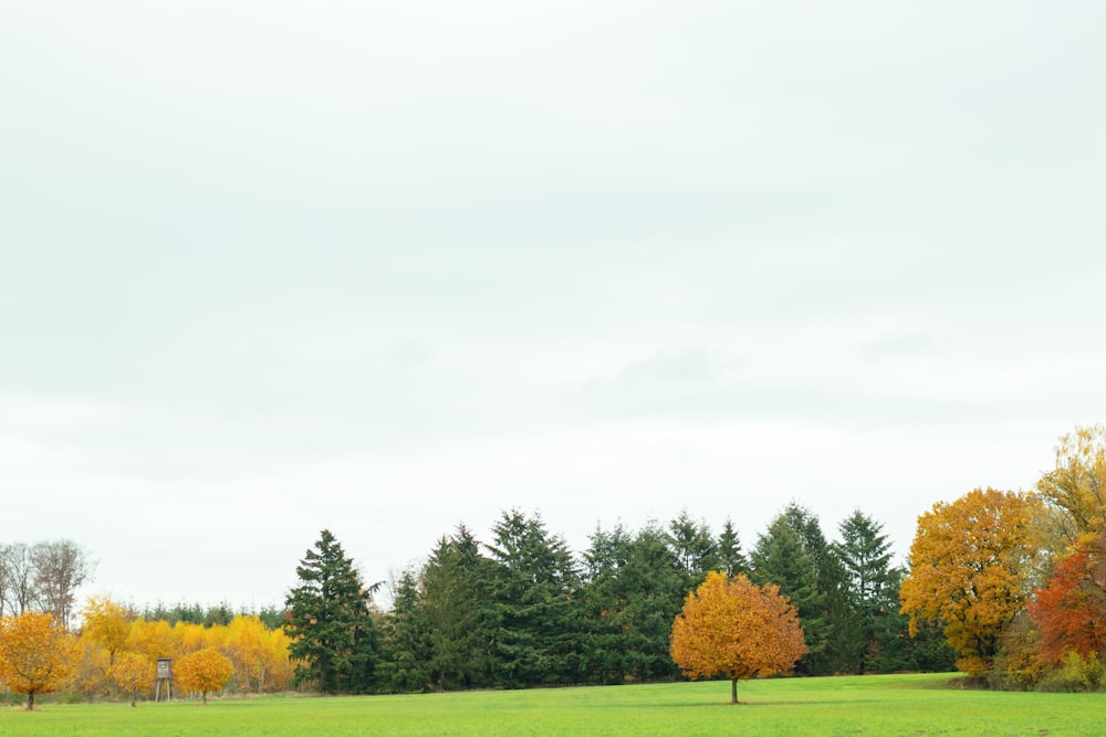 lawn with green tree during daytime