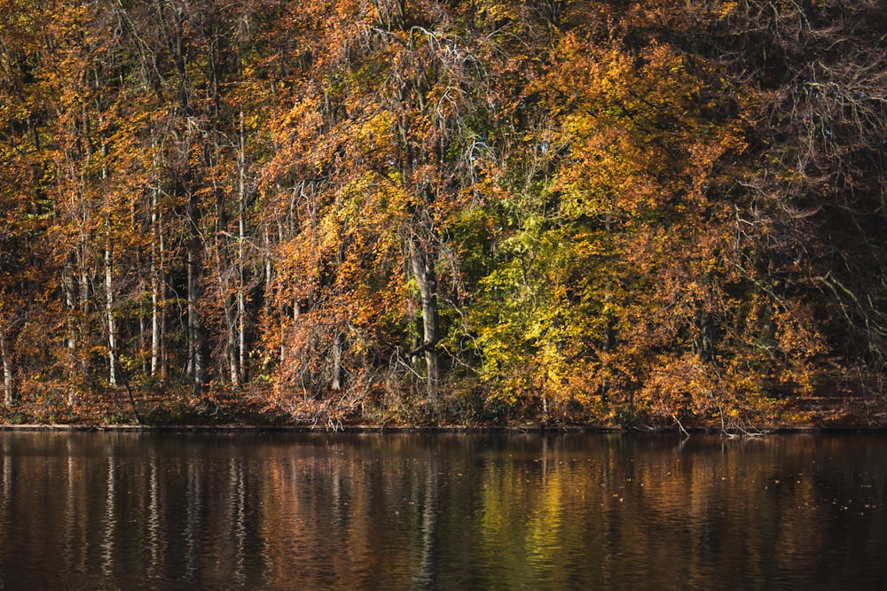 lake and trees during day