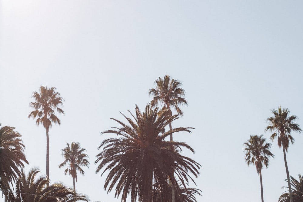 coconut palm trees under blue sky