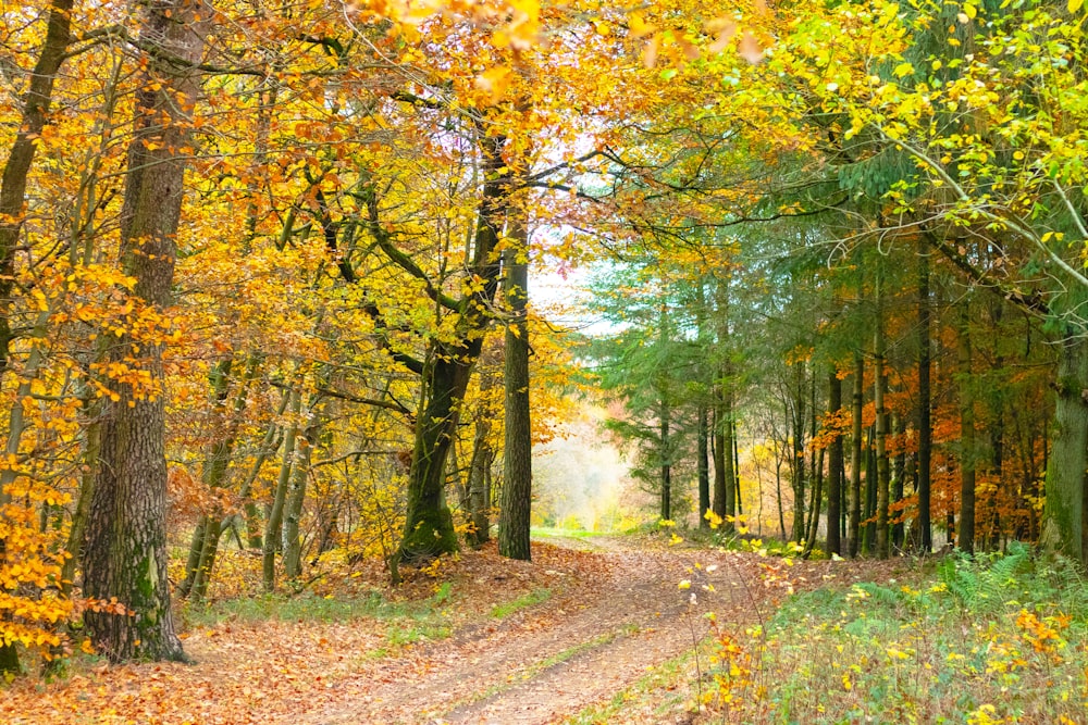 brown leaf tree near pathway during daytime