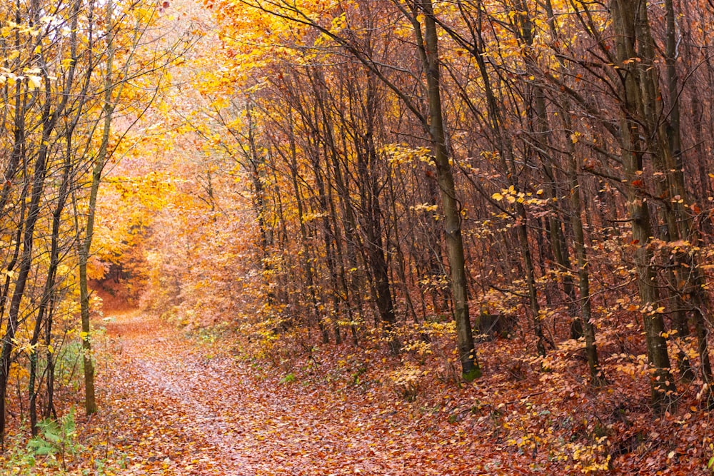 tunnel of trees