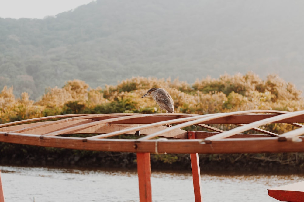 brown bird perching on brown stand